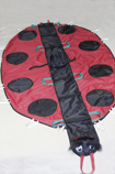 coccinelle